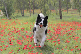 A cheerful dog running in a park with a colorful ball in its mouth.