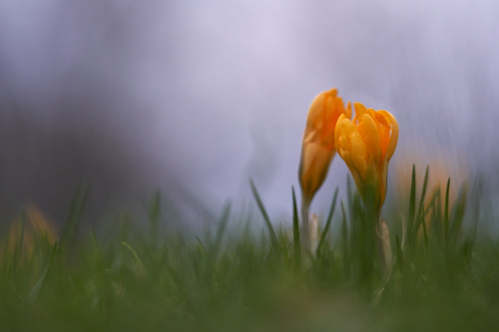 fotografia a fuoco superficiale di un fiore giallo