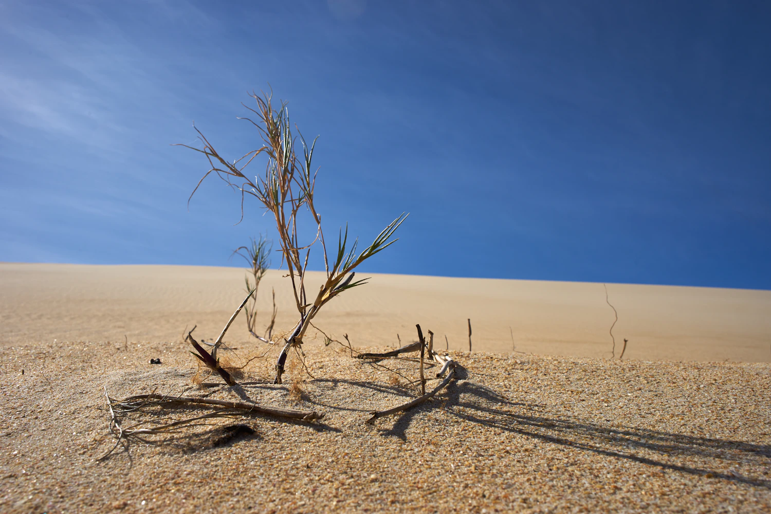 A barren landscape