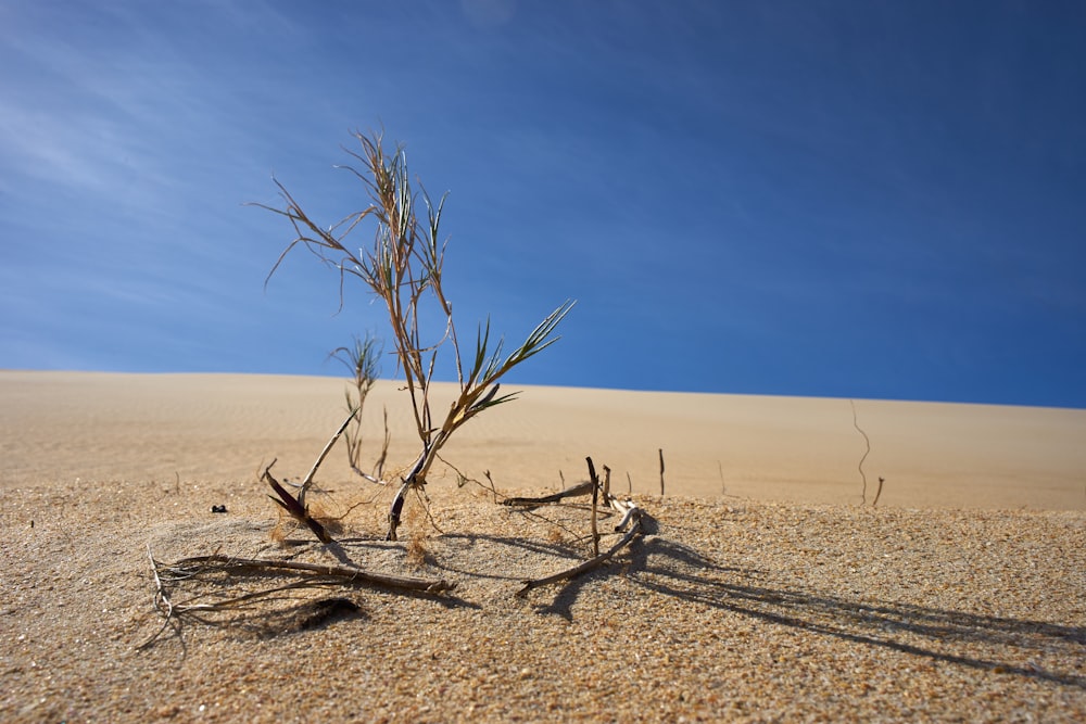 albero essiccato in mezzo al deserto