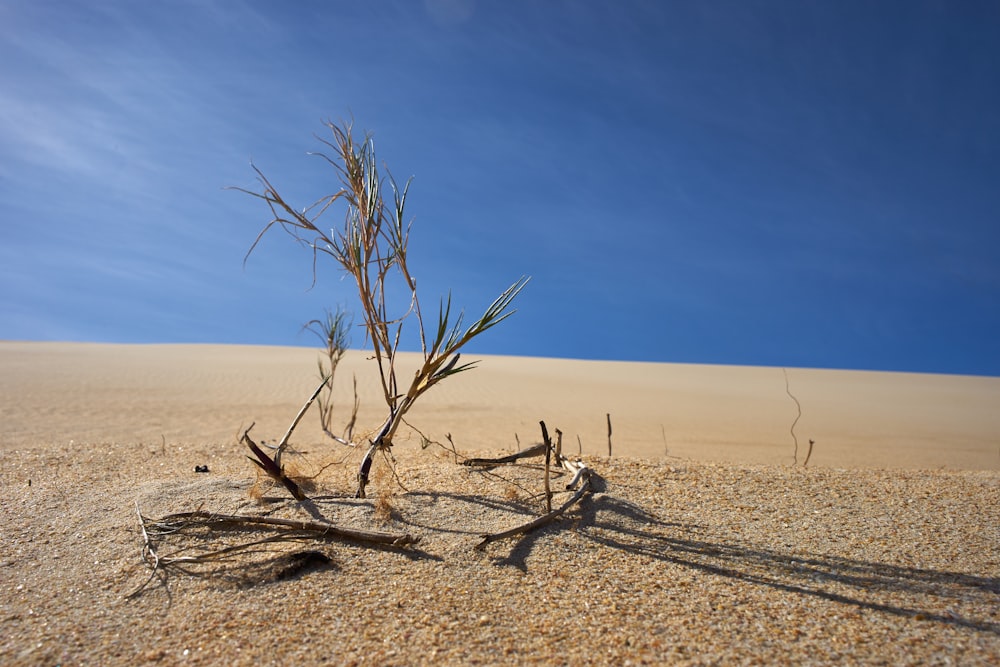砂漠の真ん中にある枯れ木