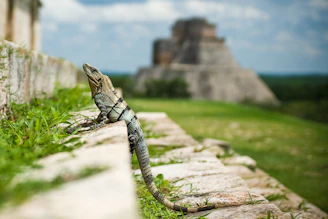 brown reptile standing on stair steps
