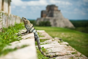 brown reptile standing on stair steps