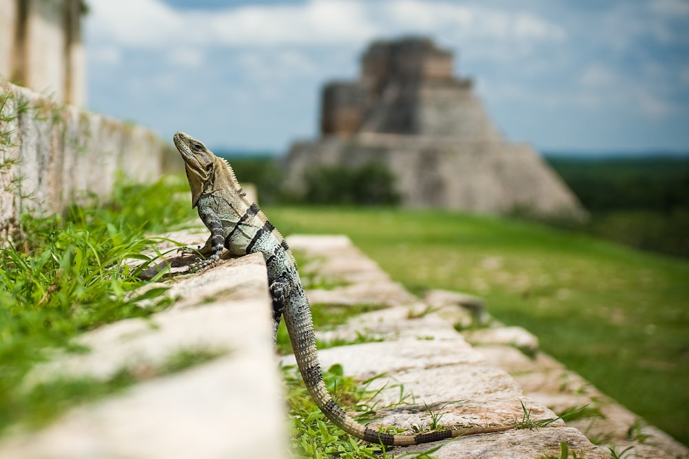 Reptil marrón de pie en los escalones de la escalera