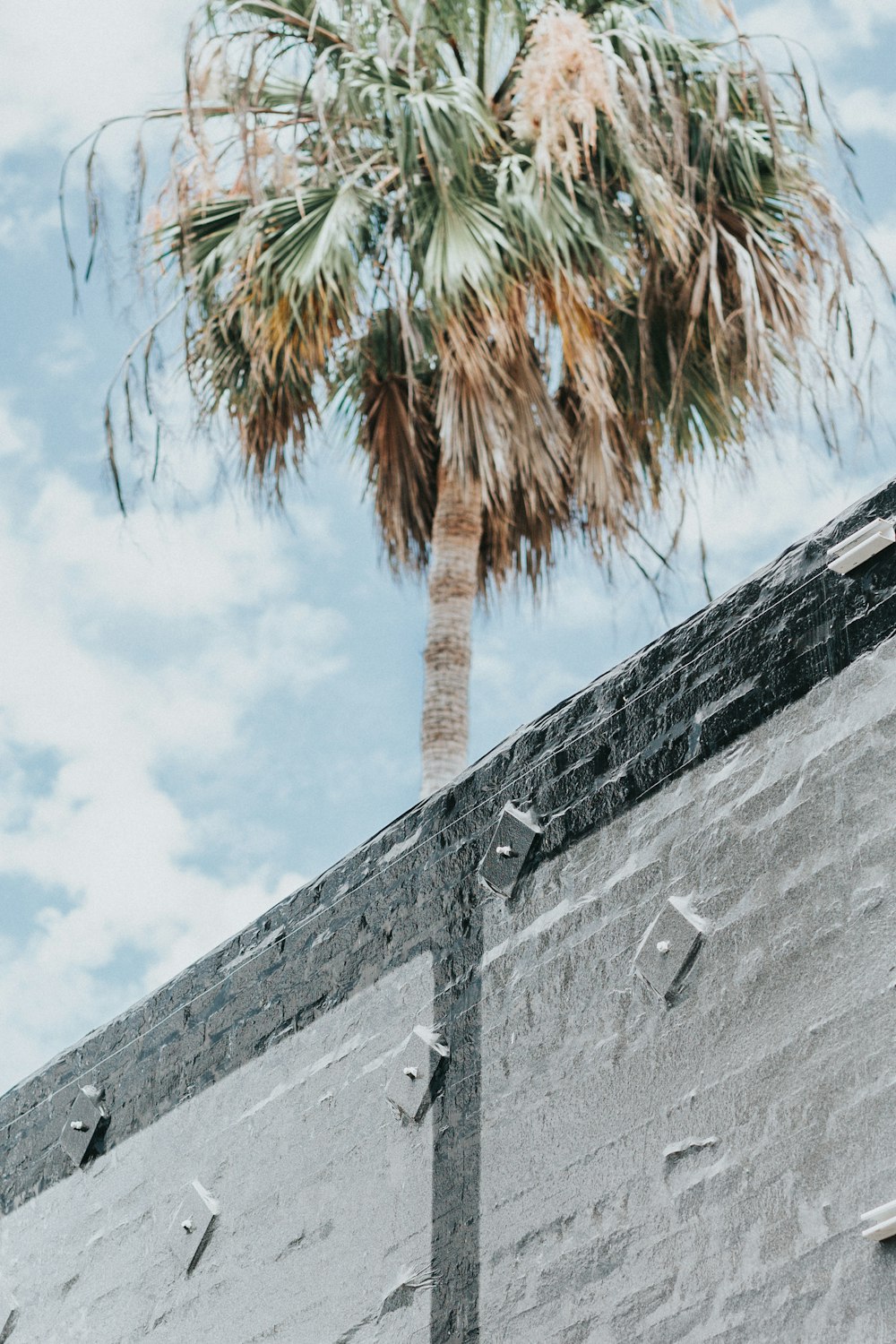 Árbol marrón y verde cerca de la pared