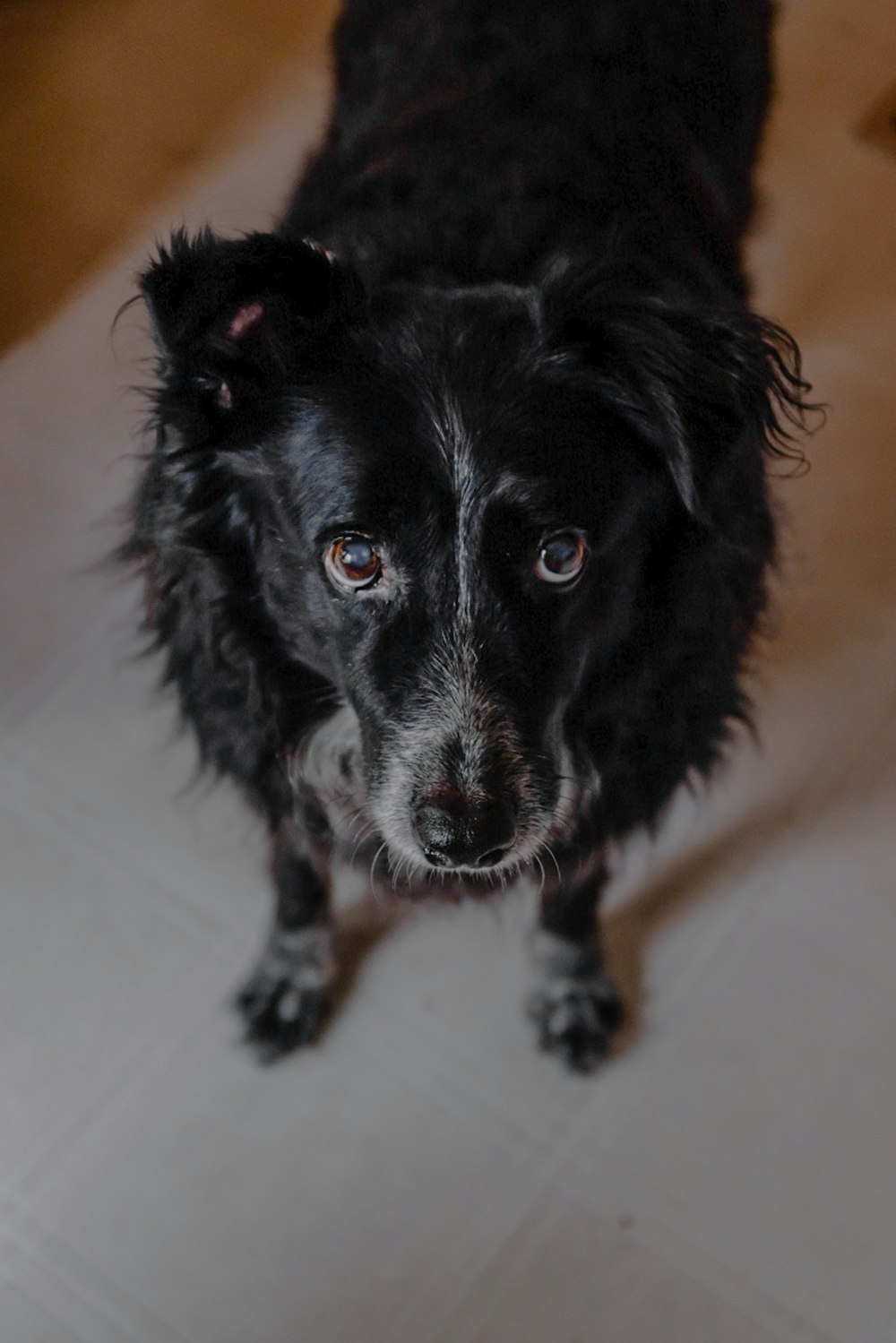 cão preto