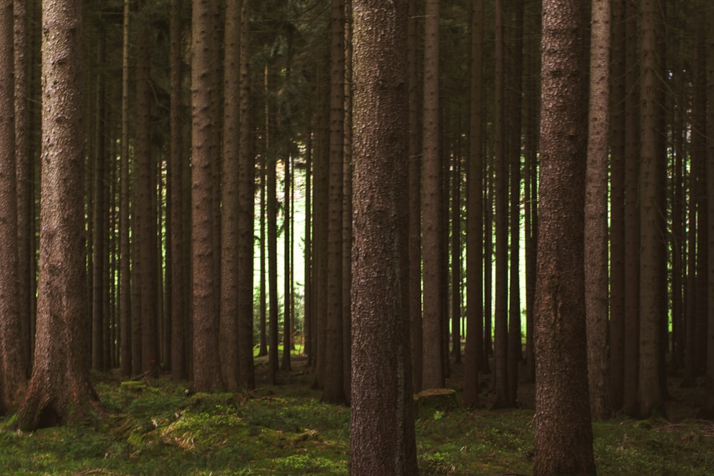 alberi a foglia verde