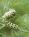 caterpillar on branch