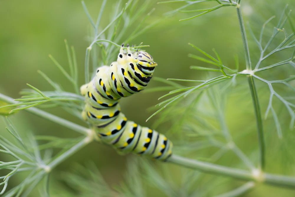 caterpillar on branch