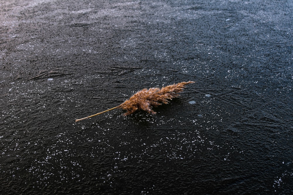 photo en gros plan d’une feuille brune sur une surface en béton gris