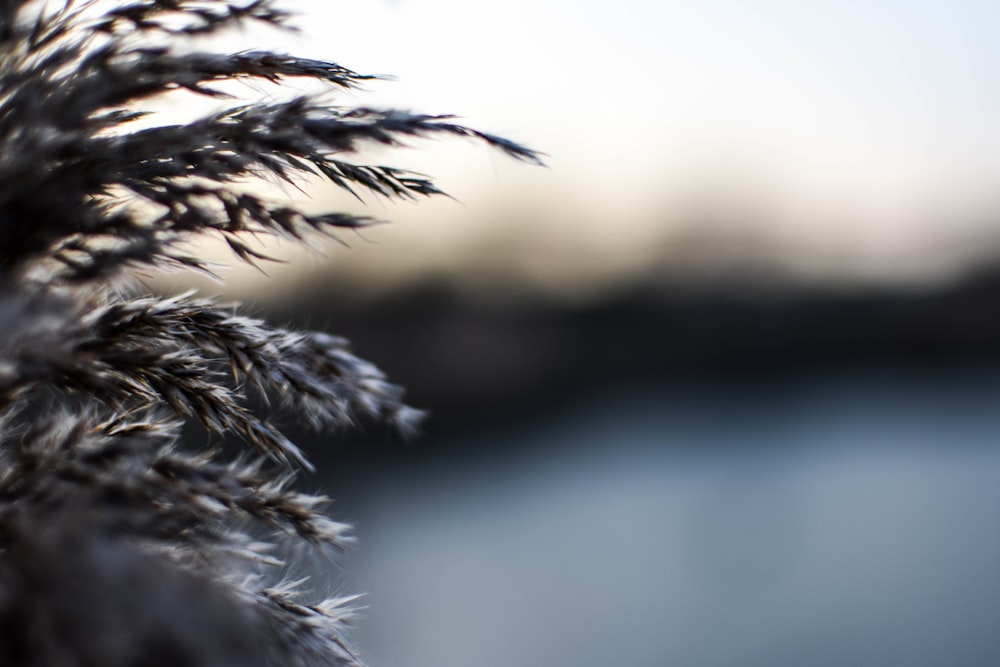 macrophotographie de feuilles grises