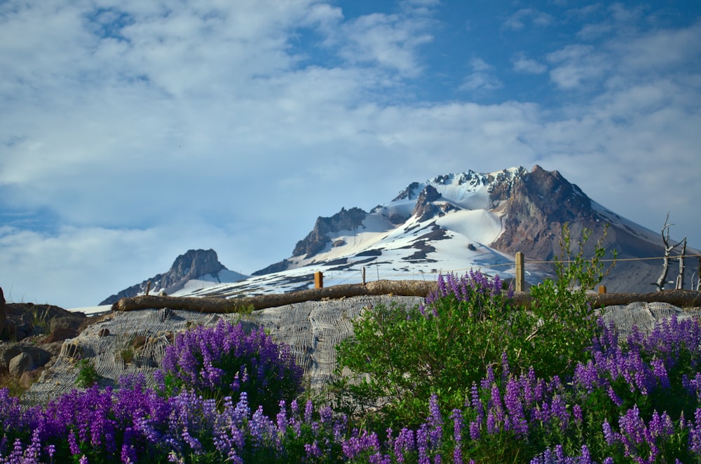 bed of purple petaled flowers