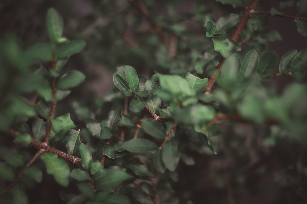Fotografía de primer plano de plantas de hojas verdes