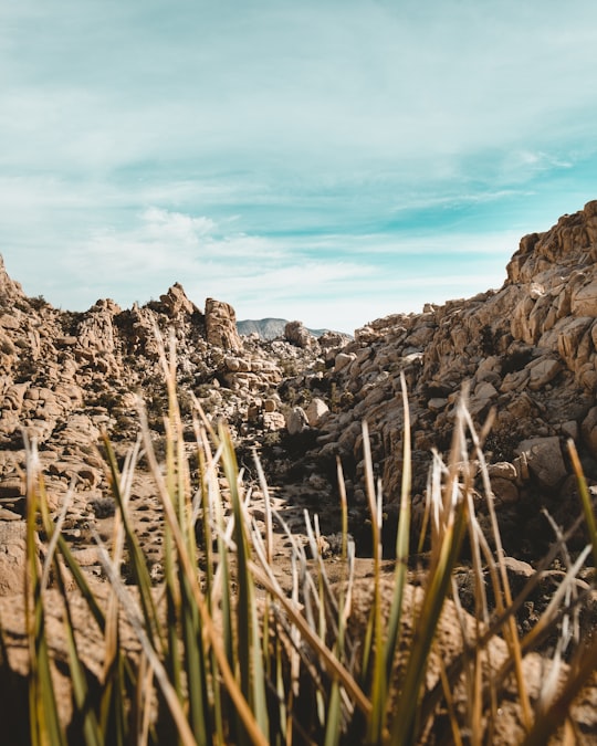 brown rock formation under cloudy sky in Joshua Tree United States