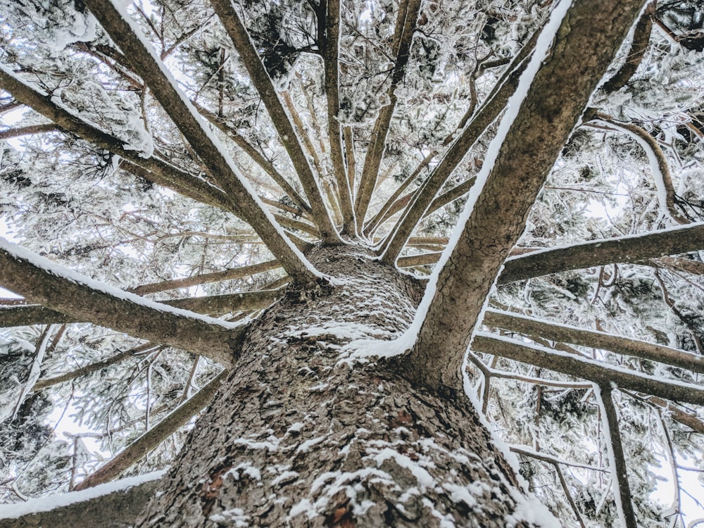 Fotografía de ángulo alto del tronco de un árbol marrón