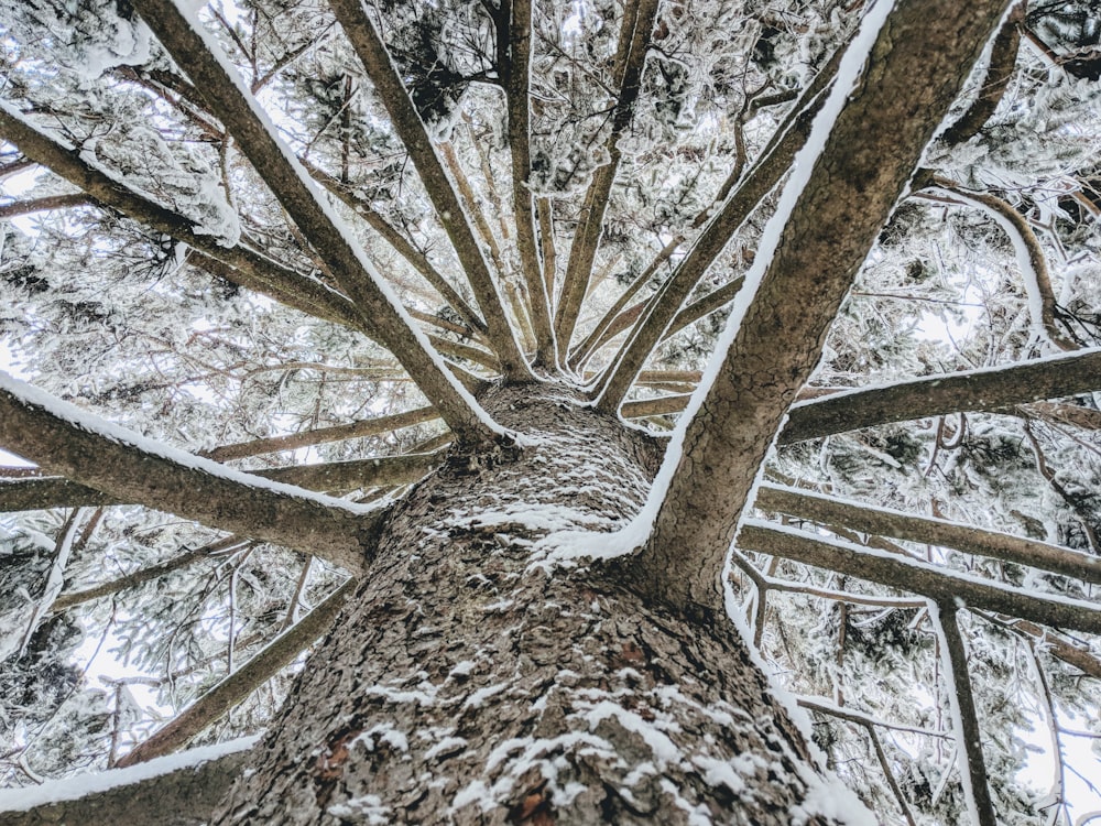 high-angle photography of brown tree trunk