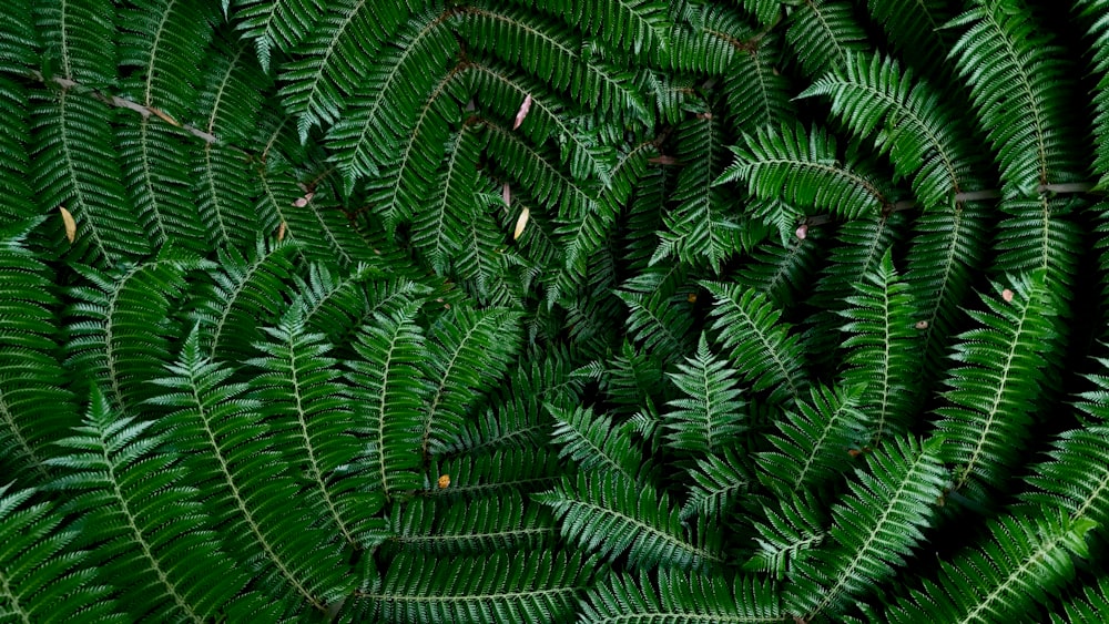 plantas de hojas verdes