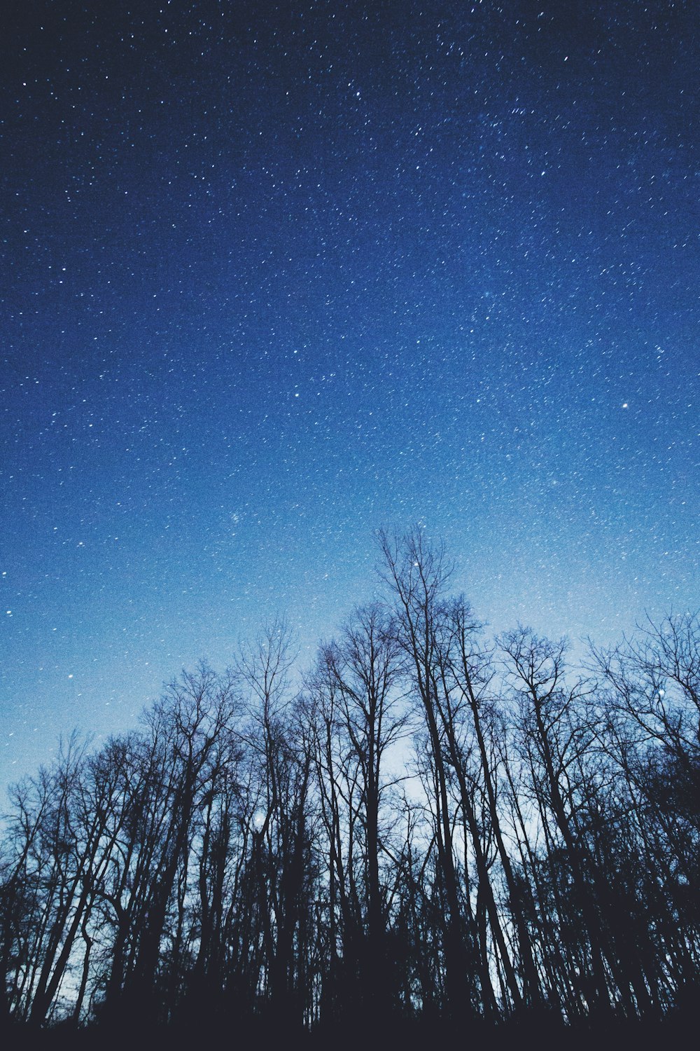 bare trees during nighttime