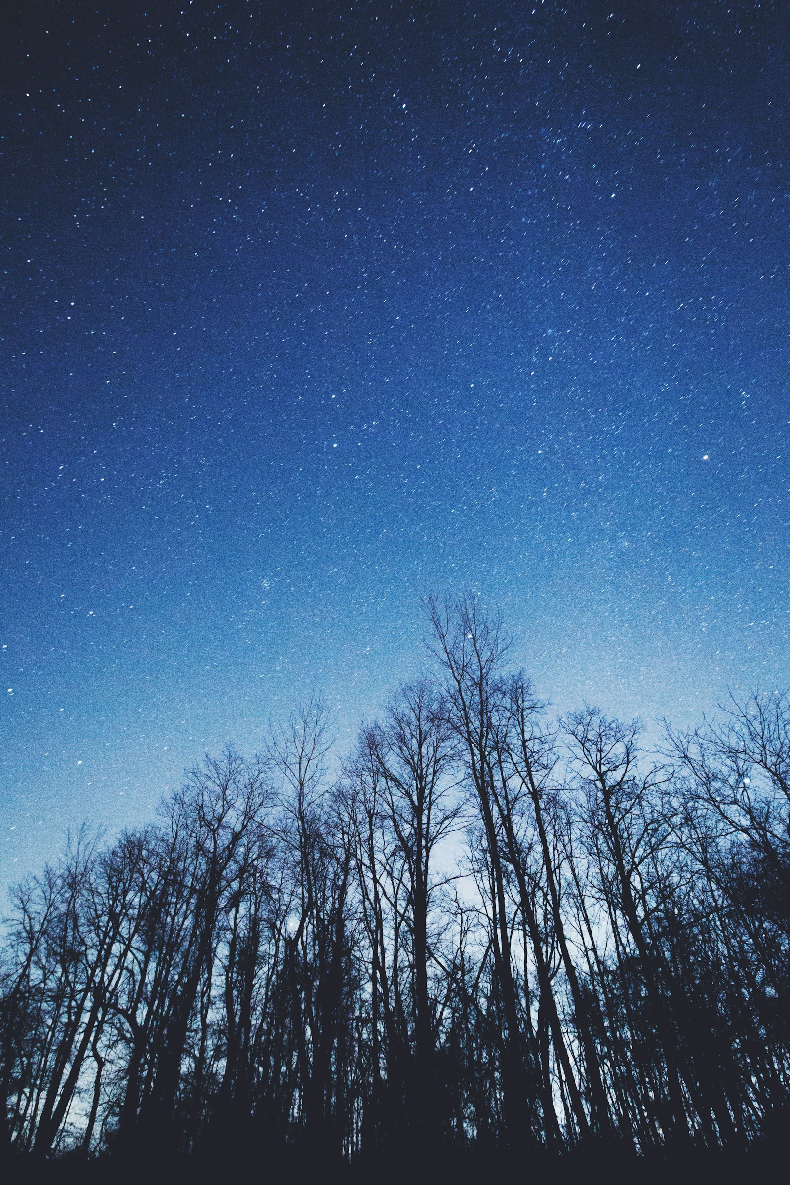 Canon EOS 1200D (EOS Rebel T5 / EOS Kiss X70 / EOS Hi) + Canon EF-S 10-18mm F4.5–5.6 IS STM sample photo. Bare trees during nighttime photography