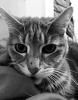 A close-up of a cat with bright eyes resting on a soft surface.
