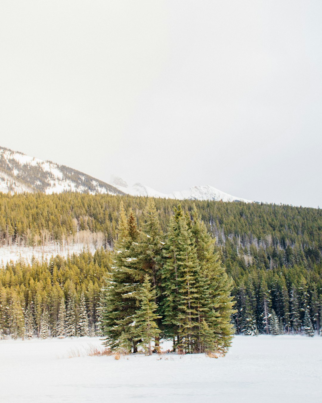 green pine trees surrounded with snow during daytime