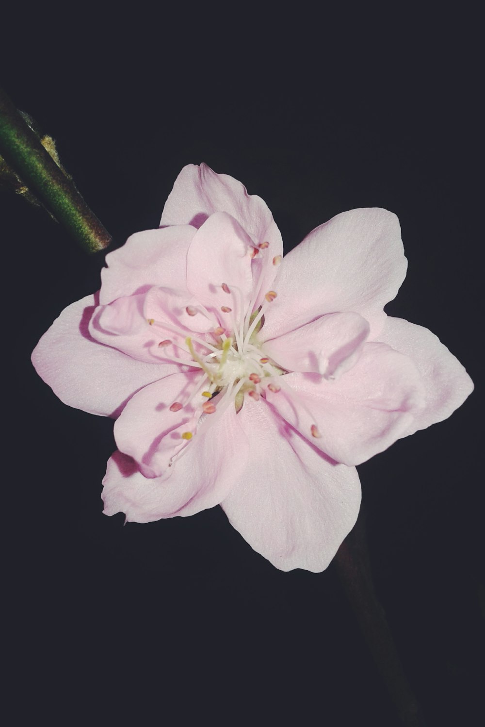 pink petaled flower with black background