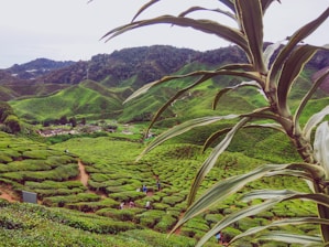 green field and mountains
