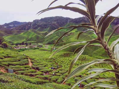 green field and mountains