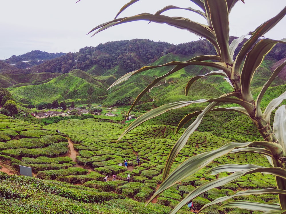 green field and mountains