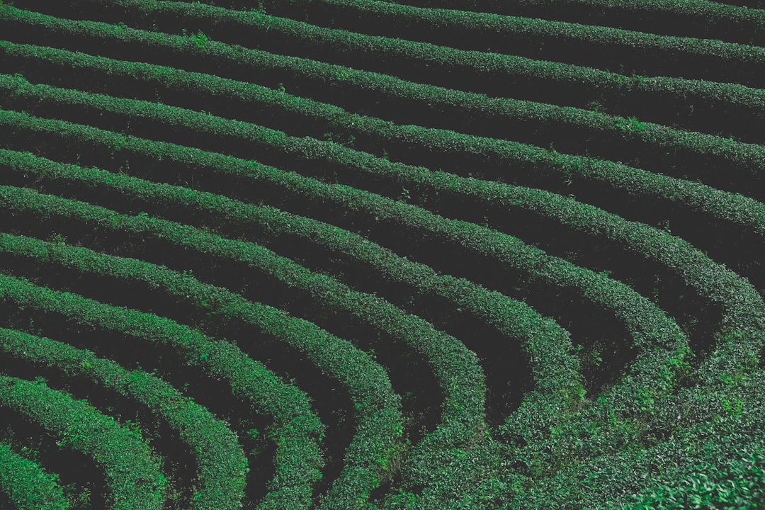 Steeped in Time: Tea's Remarkable Global Journey