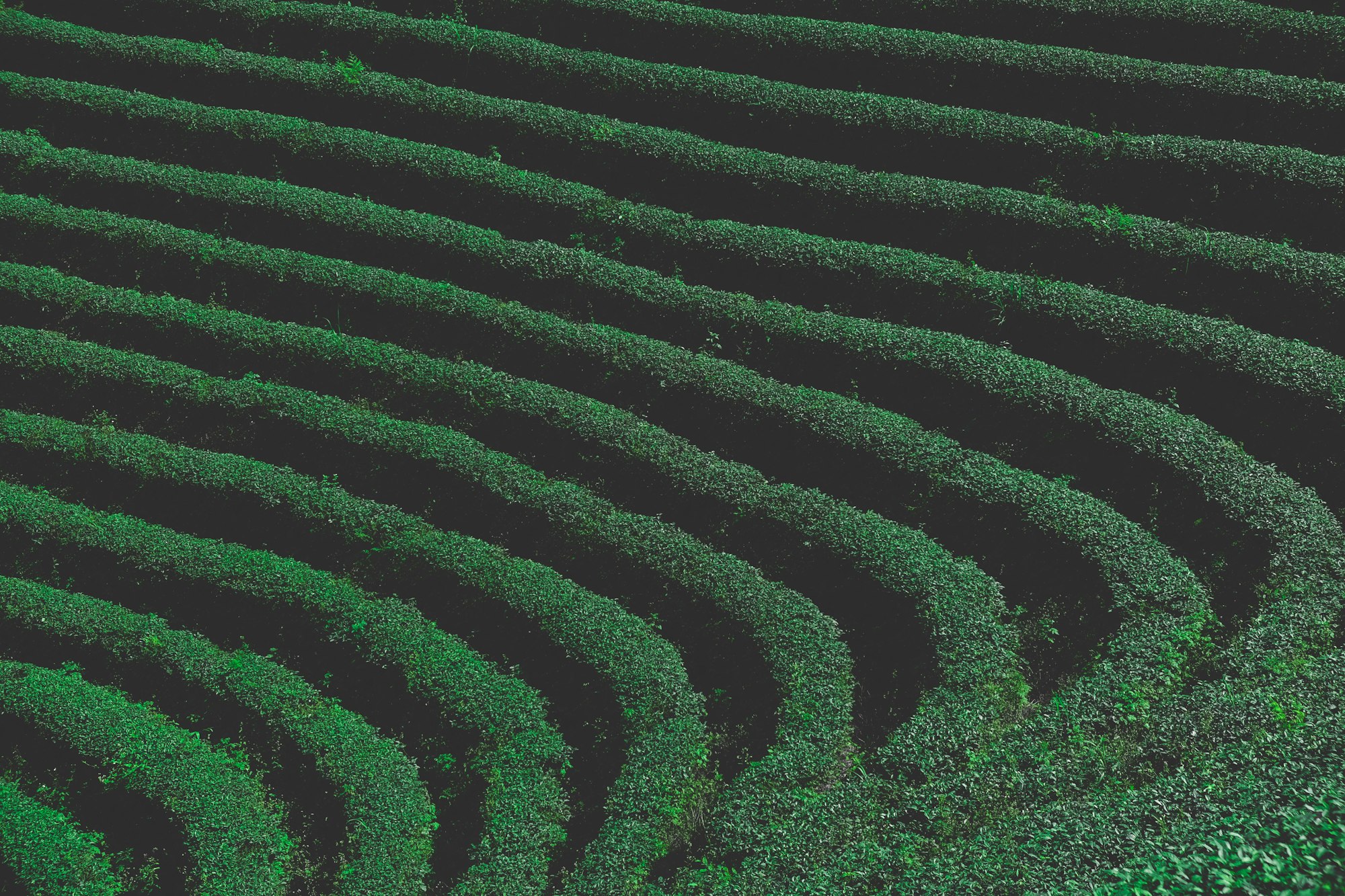 A series of hedges, that look like a bit of a maze