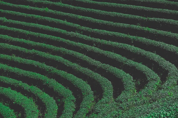 A series of hedges, that look like a bit of a maze