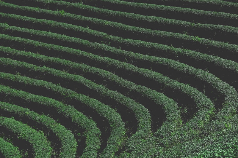 Layered terraces of a Taiwanese tea plantation