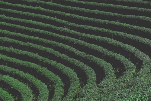Undulating rows of lush green vegetation create a patterned, terraced landscape. The meticulously maintained hedges form a series of sweeping curves that provide a sense of order and rhythm.