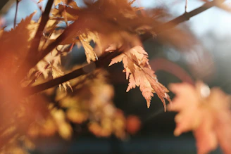 A quiet moment outside the studio with autumn leaves and soft orange light filtering through trees.