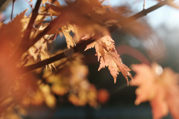 A quiet moment outside the studio with autumn leaves and soft orange light filtering through trees.
