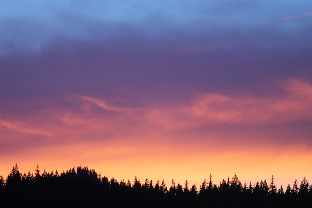 Silueta de árboles bajo cielo naranja y azul durante la puesta del sol