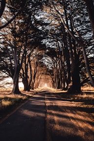 road through woods