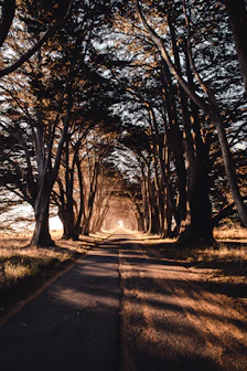 road through woods