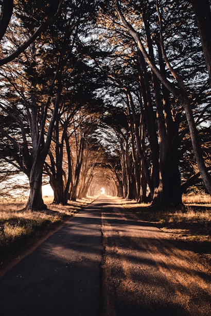 road through woods