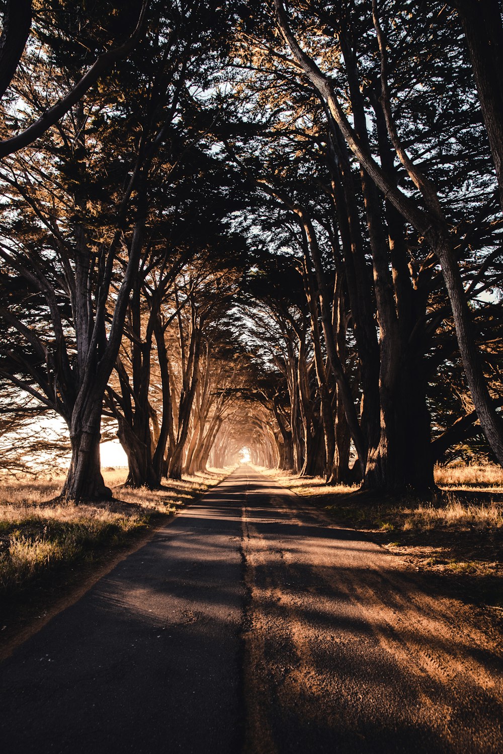 camino a través del bosque