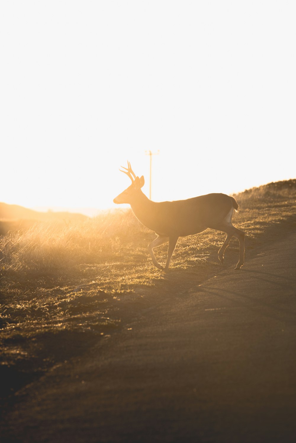 silhouette photo of reindeer walking on green grass field