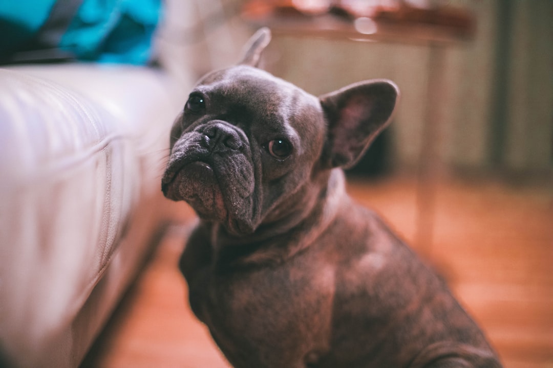 selective focus photography adult brown French bulldog