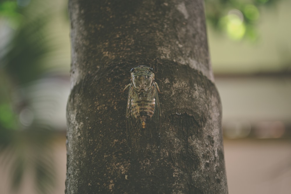 moth on bamboo