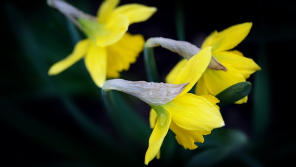 closeup photo of yellow petaled flowers