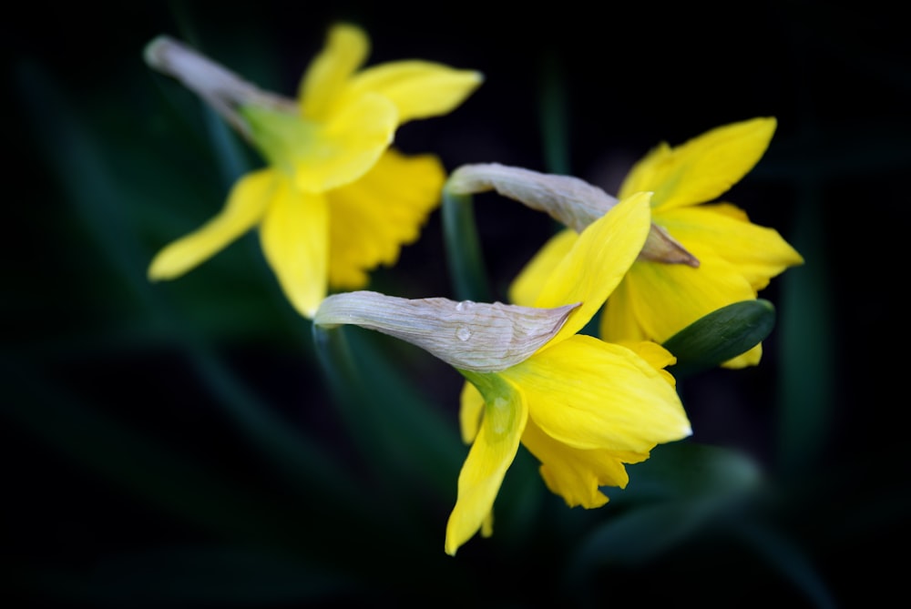 closeup photo of yellow petaled flowers