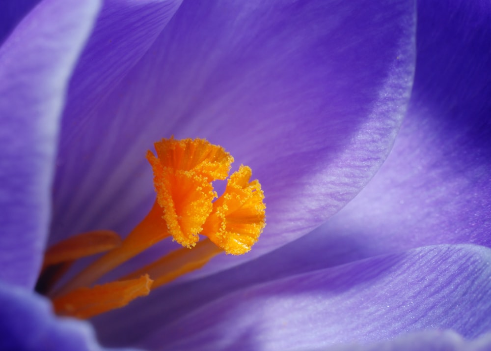 foto de closeup de flores de pétalas roxas
