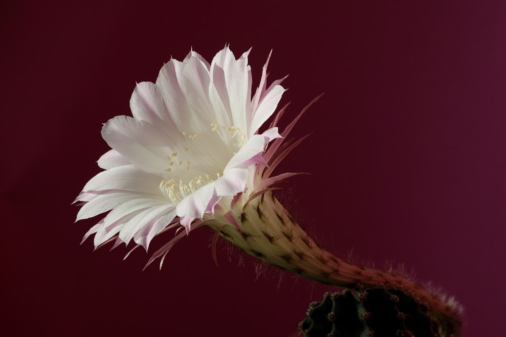 white flower