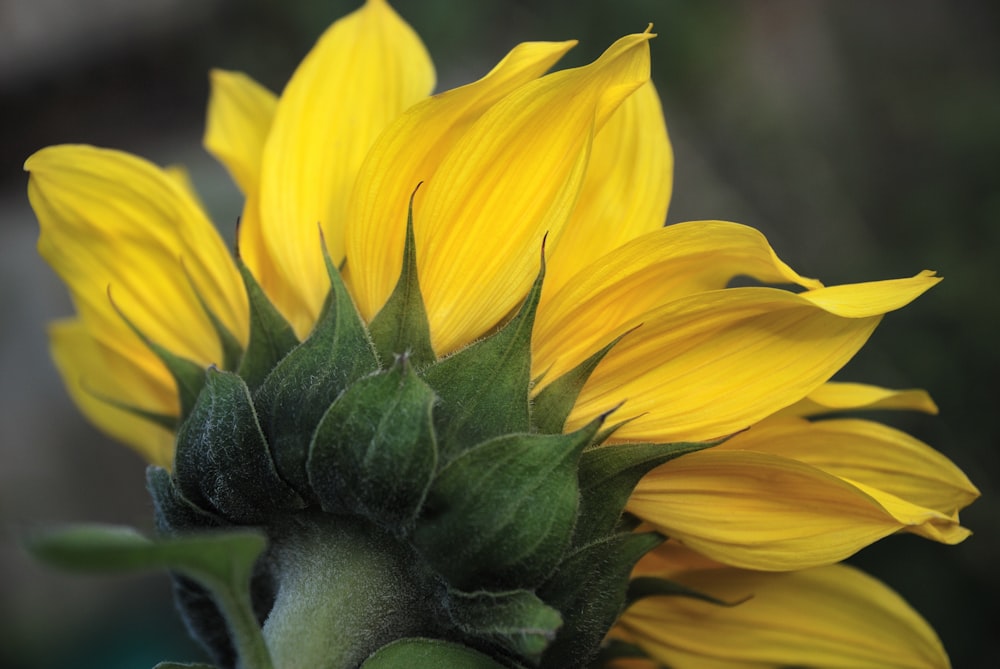 yellow sunflower