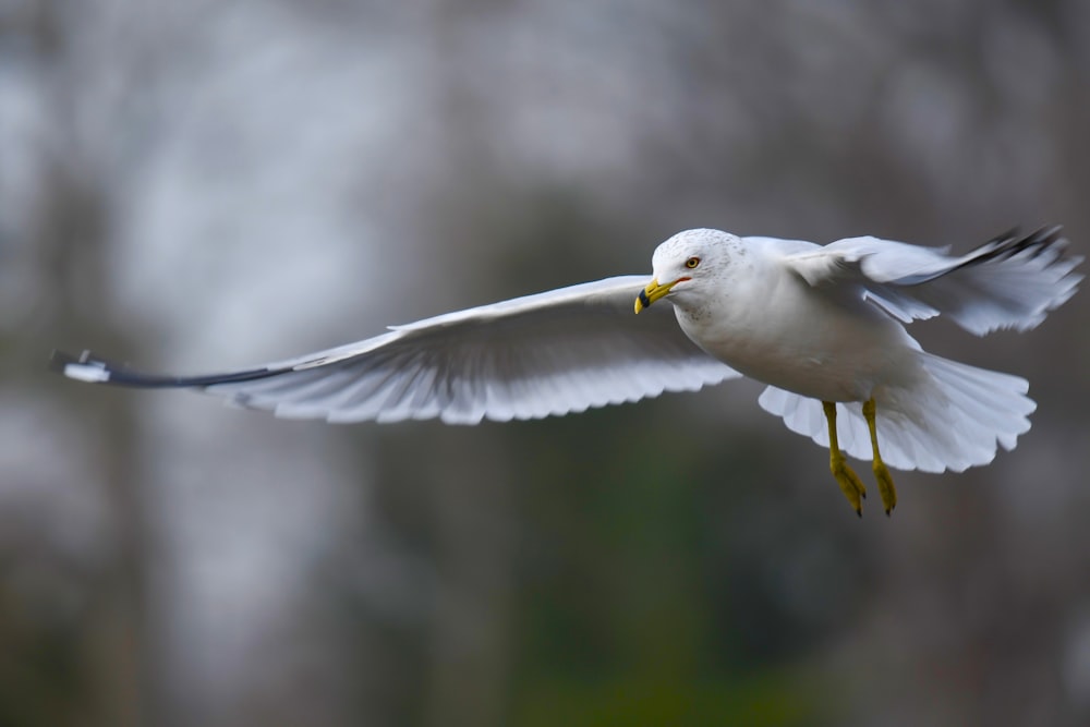 Fotografia de foco seletivo de pássaro branco voador
